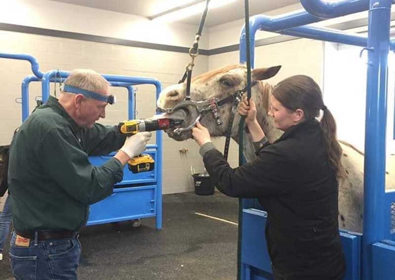 Carousel Slide 3: Equine dentistry