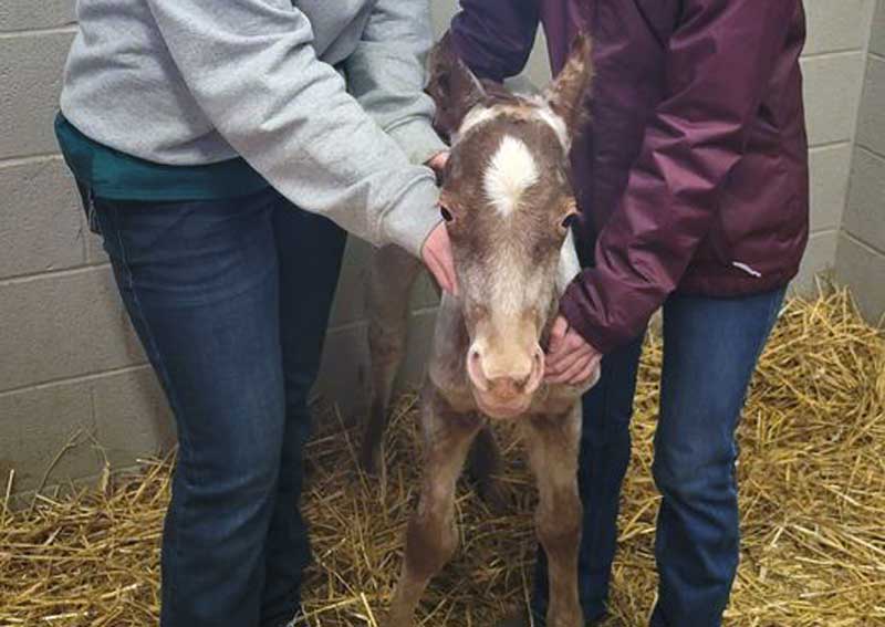 Carousel Slide 4: Equine reproductive services