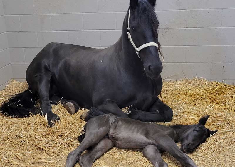 Carousel Slide 2: Equine wellness for all life stages