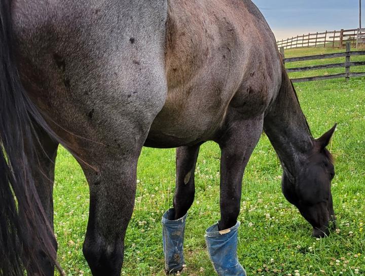 Feeding Requirements for Horses