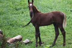 foal