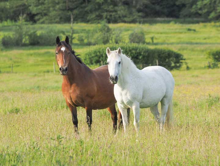 Equine Digital Radiology